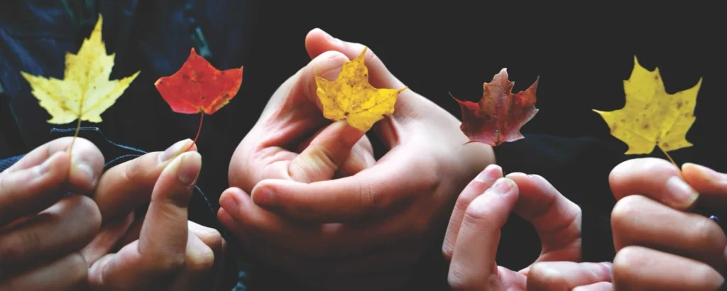 Maple leaves